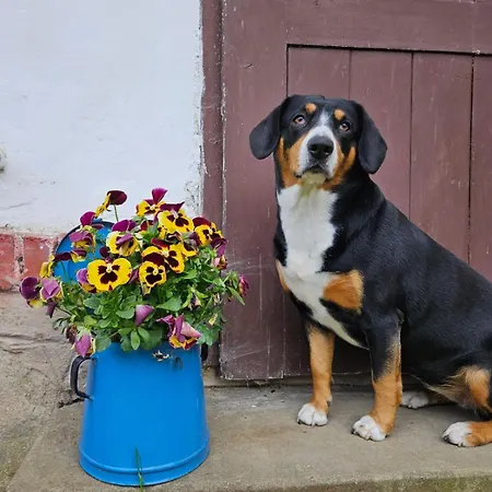 Vakantiehuis Statek U Benesu